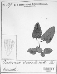 Puccinia annularis image